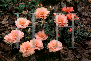 Picture of Portulaca grandiflora 'Tropical Fruit'