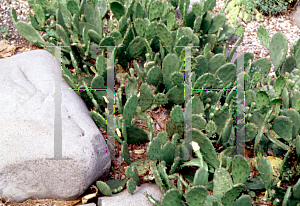 Picture of Opuntia compressa 