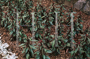 Picture of Celosia argentea (Spicata Group) 'Purple Flamingo'