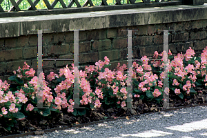 Picture of Begonia semperflorens-cultorum hybrids 'Pizzazz Pink'
