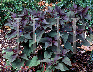 Picture of Ageratina altissima 'Chocolate'