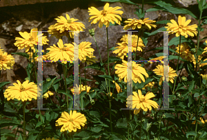 Picture of Heliopsis helianthoides 