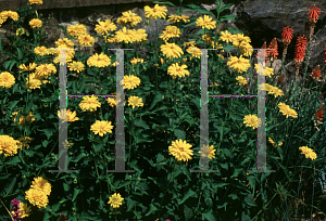 Picture of Heliopsis helianthoides 