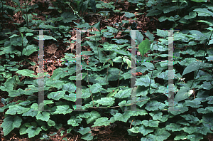Picture of Tiarella cordifolia 
