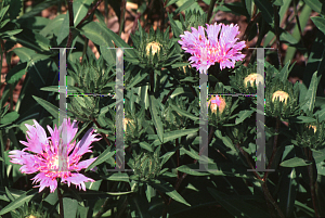 Picture of Stokesia laevis 'Klaus Jelitto'