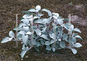 Picture of Plectranthus argentatus 