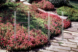 Picture of Sedum spurium 'Schorbuser Blut(Dragon's Blood)'