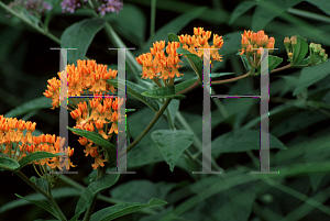 Picture of Asclepias tuberosa 