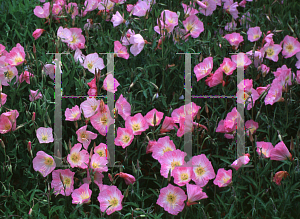 Picture of Oenothera speciosa 'Rosea'