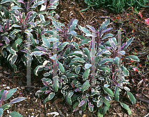 Picture of Salvia officinalis 'Tricolor'