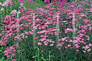 Picture of Achillea millefolium 