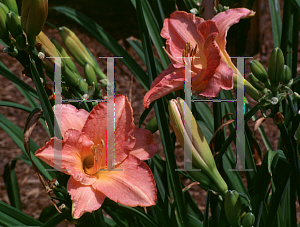 Picture of Hemerocallis  'Belle Fleur'