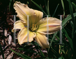 Picture of Hemerocallis  'Clarence Simon'