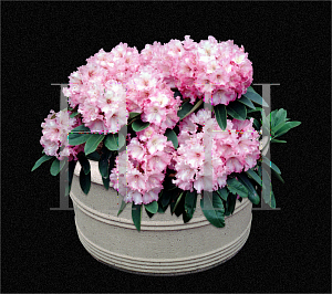 Picture of Rhododendron (subgenus Rhododendron) 'Apple Blossom'