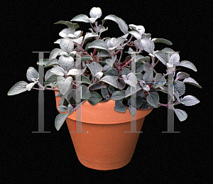 Picture of Plectranthus argentatus 