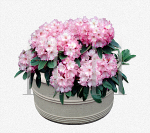 Picture of Rhododendron (subgenus Rhododendron) 'Apple Blossom'