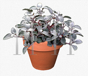 Picture of Plectranthus argentatus 