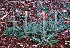 Picture of Pilosella aurantiaca 