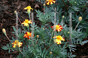 Picture of Tagetes patula 'Mr. Majestic'