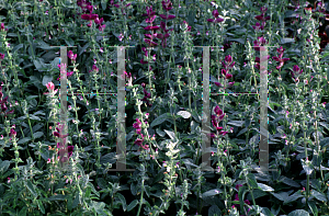 Picture of Salvia viridis 'Claryssa Mix'