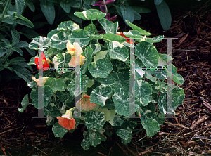 Picture of Tropaeolum majus 'Alaska'