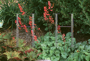 Picture of Heuchera sanguinea 