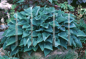 Picture of Hosta  'Blue Cadet'