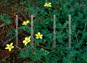 Picture of Bidens ferulifolia 'Gold Marie'