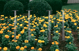 Picture of Tagetes erecta 