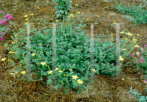 Picture of Bidens ferulifolia 'Gold Marie'