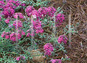 Picture of Verbena tenuisecta 'Imagination'