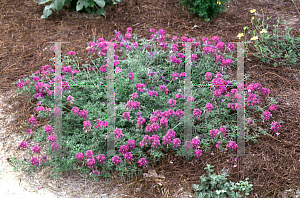 Picture of Verbena tenuisecta 'Imagination'
