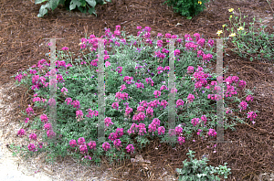 Picture of Verbena tenuisecta 'Imagination'