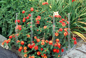 Picture of Lantana camara 