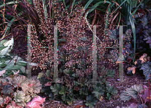 Picture of Heuchera  'Cappuccino'