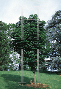 Picture of Aesculus indica 'Sydney Pearce'