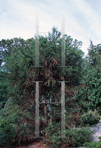 Picture of Cryptomeria japonica 'Enko Sugi'