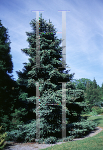 Picture of Abies pinsapo 'Glauca'