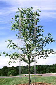 Picture of Ulmus x 'Homestead'