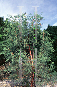 Picture of Juniperus deppeana 'Davis Mt. Weeping'