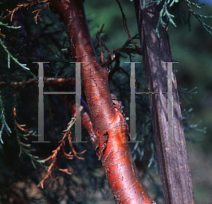 Picture of Juniperus deppeana 'Davis Mt. Weeping'