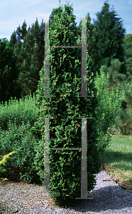 Picture of Thuja occidentalis 'Degroot's Spire'