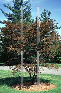 Picture of Acer palmatum 'Oshi Rini'