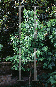 Picture of Asimina triloba 