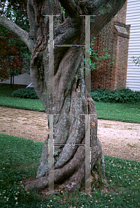 Picture of Acer palmatum 