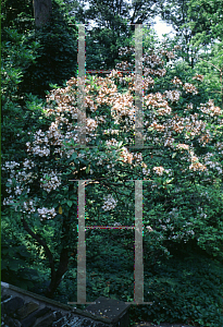 Picture of Kalmia latifolia 