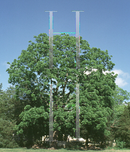 Picture of Juglans nigra 