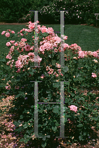 Picture of Rosa  'Gene Boerner'