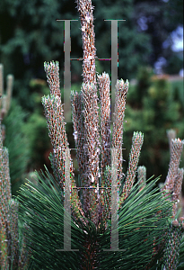 Picture of Pinus thunbergii 'Thunderhead'