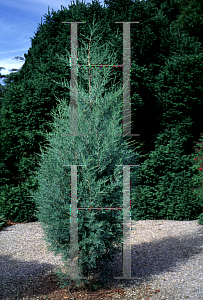 Picture of Juniperus virginiana 'Burkii'